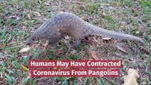 The Connection Between Coronavirus And Pangolins