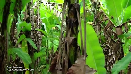 Assistir Caminhos do Coracao 06/02/2020 Capitulo 224 HDTV Completo Online na Íntegra