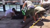 Rescatan a lobo marino enredado en una cuerda en islas Galápagos