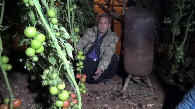 Çiftçiler zirai don uyarısına karşı seralarda nöbet tutuyor