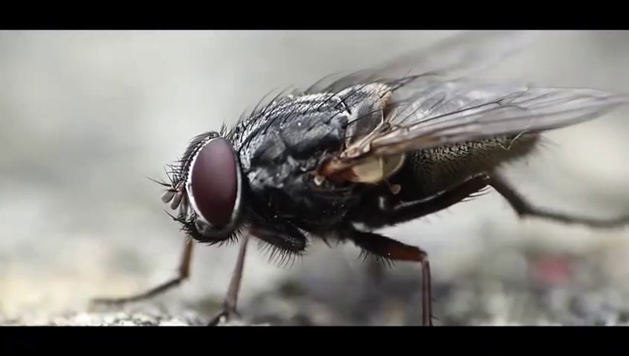 THE_MEANING_OF_LIFE___MUSLIM_SPOKEN_WORD___HD(480p)