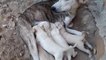 Mom Dog Nursing Their Cute Baby Puppies-The Puppies Feeding Their Mother's Milk-Dog Puppy