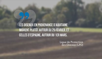 Les grues ont un mois d'avance