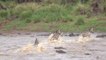 Great Migration River Crossing Masai Mara  Kenya - Zebras   Wildebeests