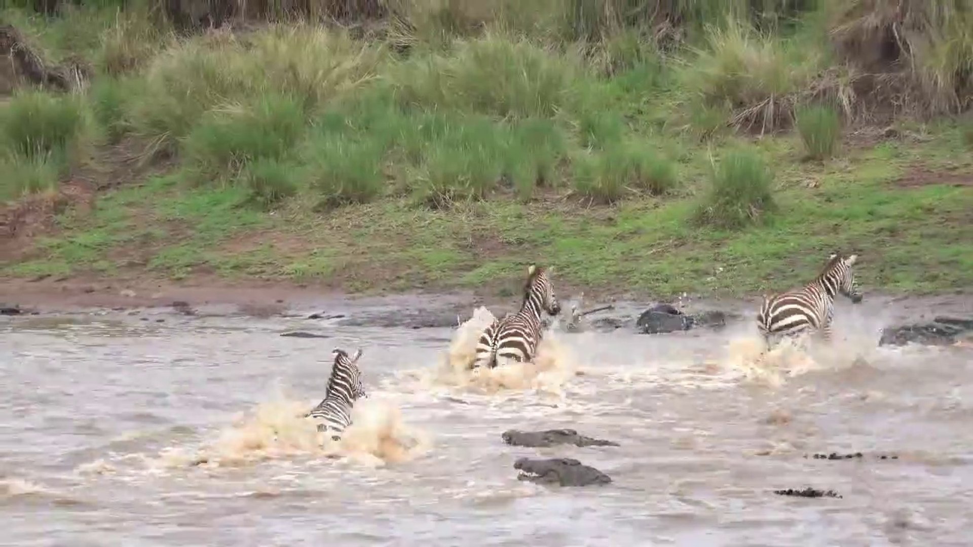 ⁣Great Migration River Crossing Masai Mara  Kenya - Zebras   Wildebeests