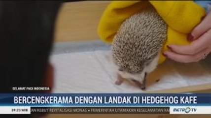Bercengkerama dengan Landak di Hedgehog Cafe