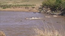 Crocodiles taking a Zebra in the Mara River|Masai Mara River Crossing Migration 2013