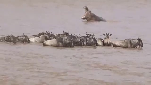 Crocodile takes down wildebeest at Mara RiverCrossing|Crocodiles taking a Zebra in the Mara River|Masai Mara River Crossing Migration 2020