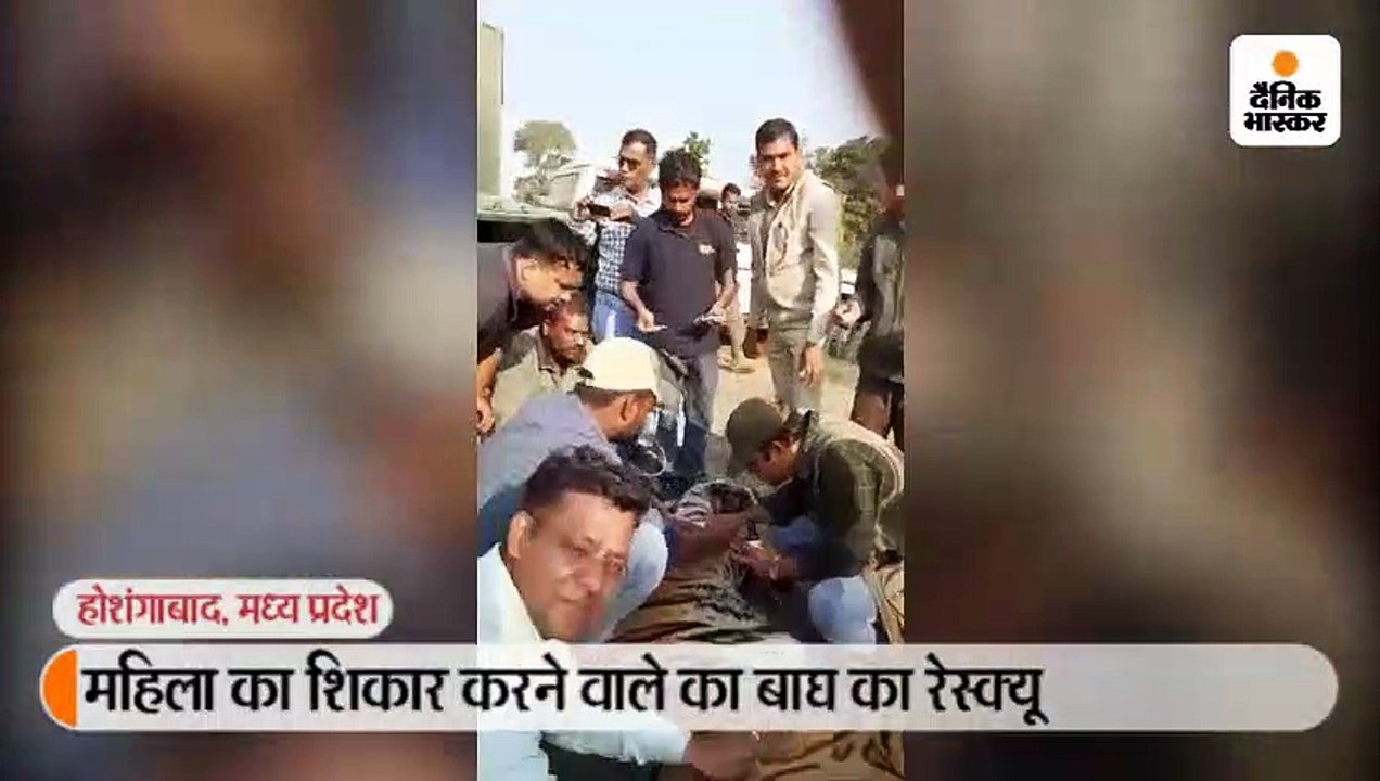 महिला का शिकार करने वाला बाघ 11 घंटे बाद पकड़ा ग...