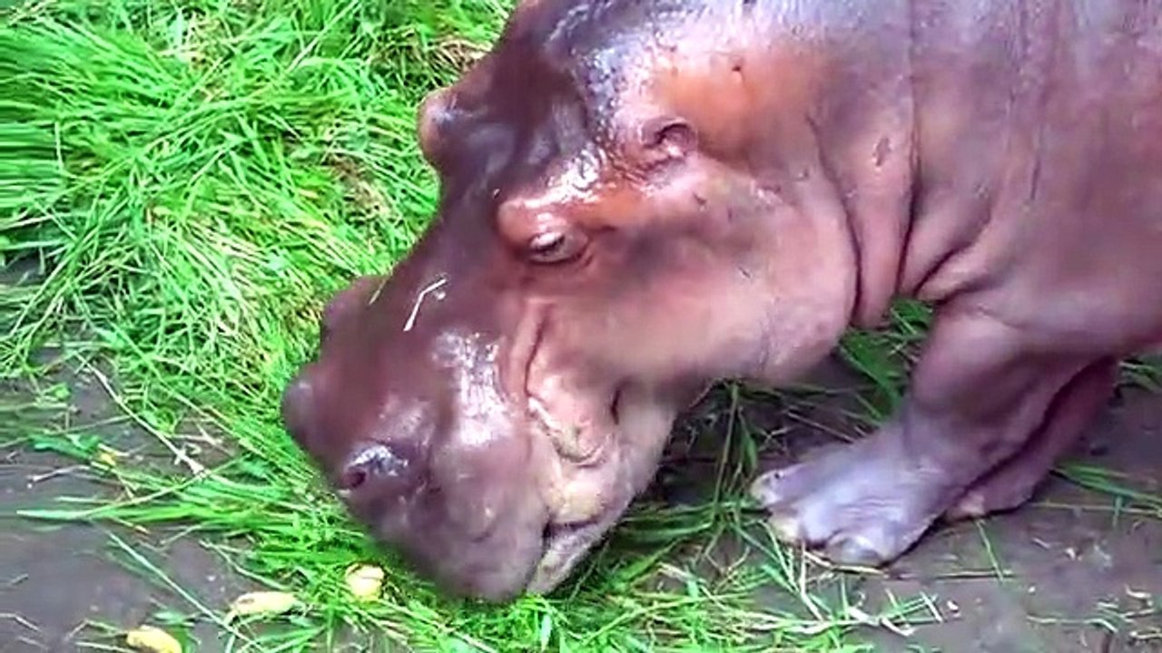 Diana feeds animals at the zoo best kids Videos