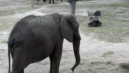 Elephant in wild while having grass.