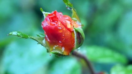 Rose Flower Copyright Free Video Clips