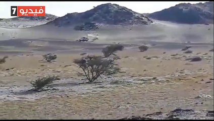 الزراعة: تكافح الجراد بـ7 مناطق حدودية..وتؤكد استمرار عمليات المسح