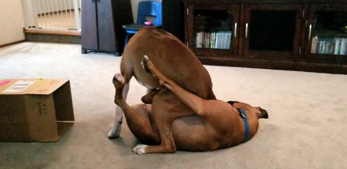 Puppy Brothers Love to Wrestle