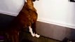 Boxer Dog Tries to Catch Shadows