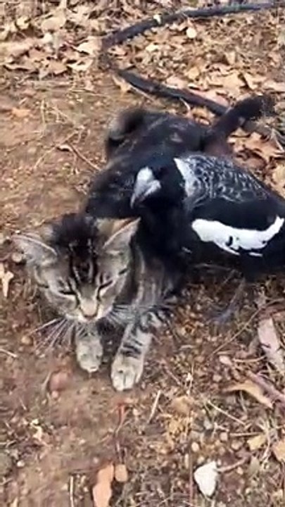 Kitty Pestered by Magpie
