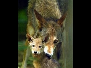 Henri Salvador - Le Loup, La Biche et le Chevalier