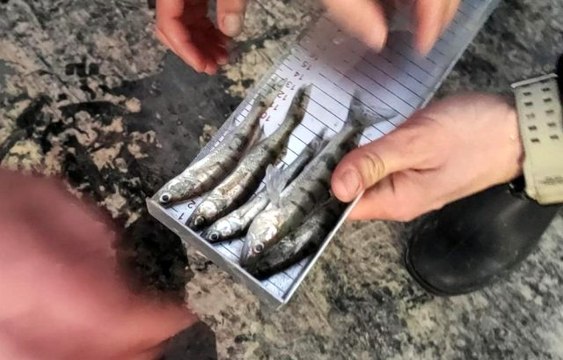 Beyşehir Gölü'nde avcılara denetim