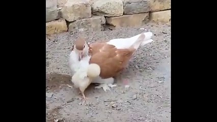 Öksüz kalan civcive bir güvercin annelik yaptı