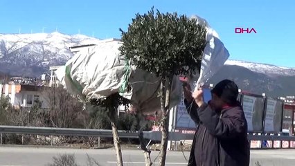 Gaziantep islahiye'de ağaçlar dona karşı naylona sarılıyor