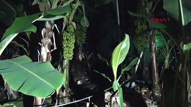 Antalyalı çiftçilerin zirai don nöbeti