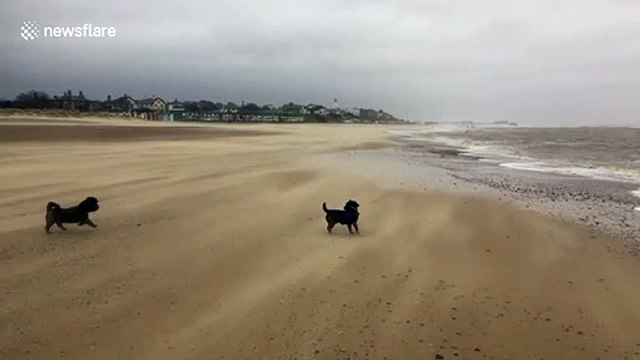 High winds from Storm Ciara whip across Suffolk beach in UK