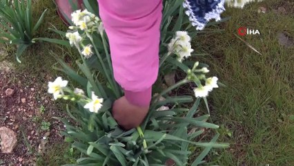 Nergis üreticinin yüzünü güldürdü