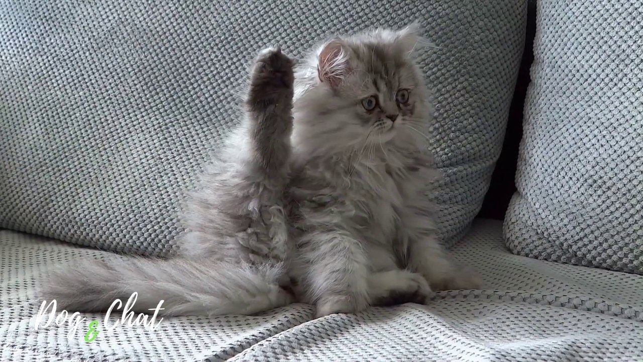 CHAT PERSAN GRIS - DOG&CHAT