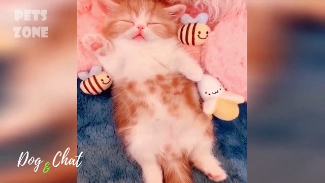 MDR-CHIENS ET CHATS DRÔLES #3-FOU RIRE-DOG&CHAT