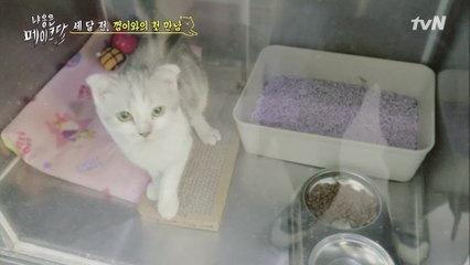 입양신청이 없을시 안락사? 껌이의 아픈 과거 ㅜㅜ
