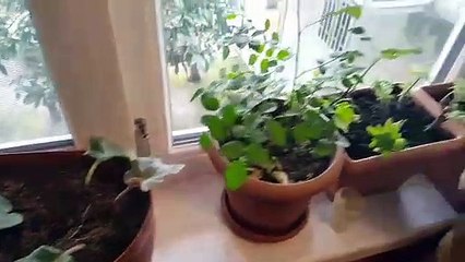 Room pots of beautiful flowers