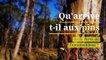 Qu'arrive t-il aux pins de la forêt de Fontainebleau ?