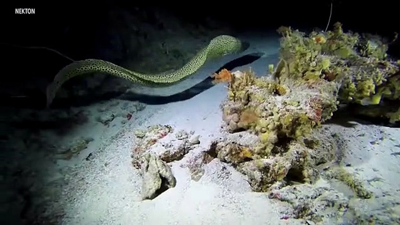 Scientists Hope To Gauge Effects of Climate Change in Ocean's Midnight Zone