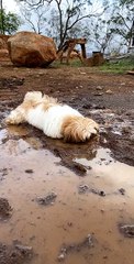 Puppy Dog Enjoys Playing in the Mud