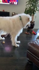 Doggo Doesn't Realize Its Own Size