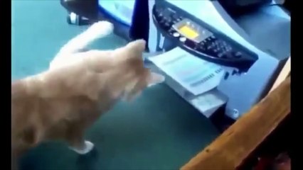 004 Komik Hayvan Videoları  Funniest  Dogs and  Cats Awesome Funny Pet Animals Comedy Videos 