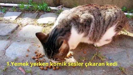 005 Komik Hayvan Videoları  Funniest  Dogs and  Cats Awesome Funny Pet Animals Comedy Videos 