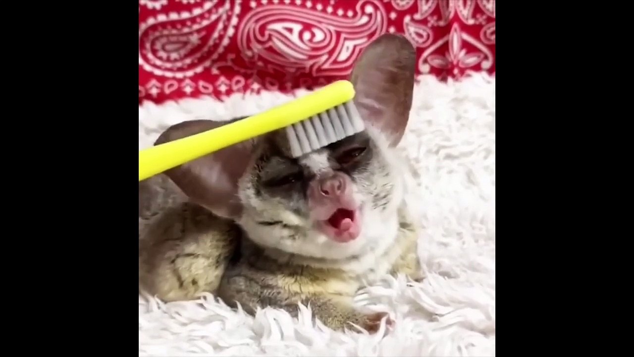 007 Komik Hayvan Videoları  Funniest  Dogs and  Cats Awesome Funny Pet Animals Comedy Videos 