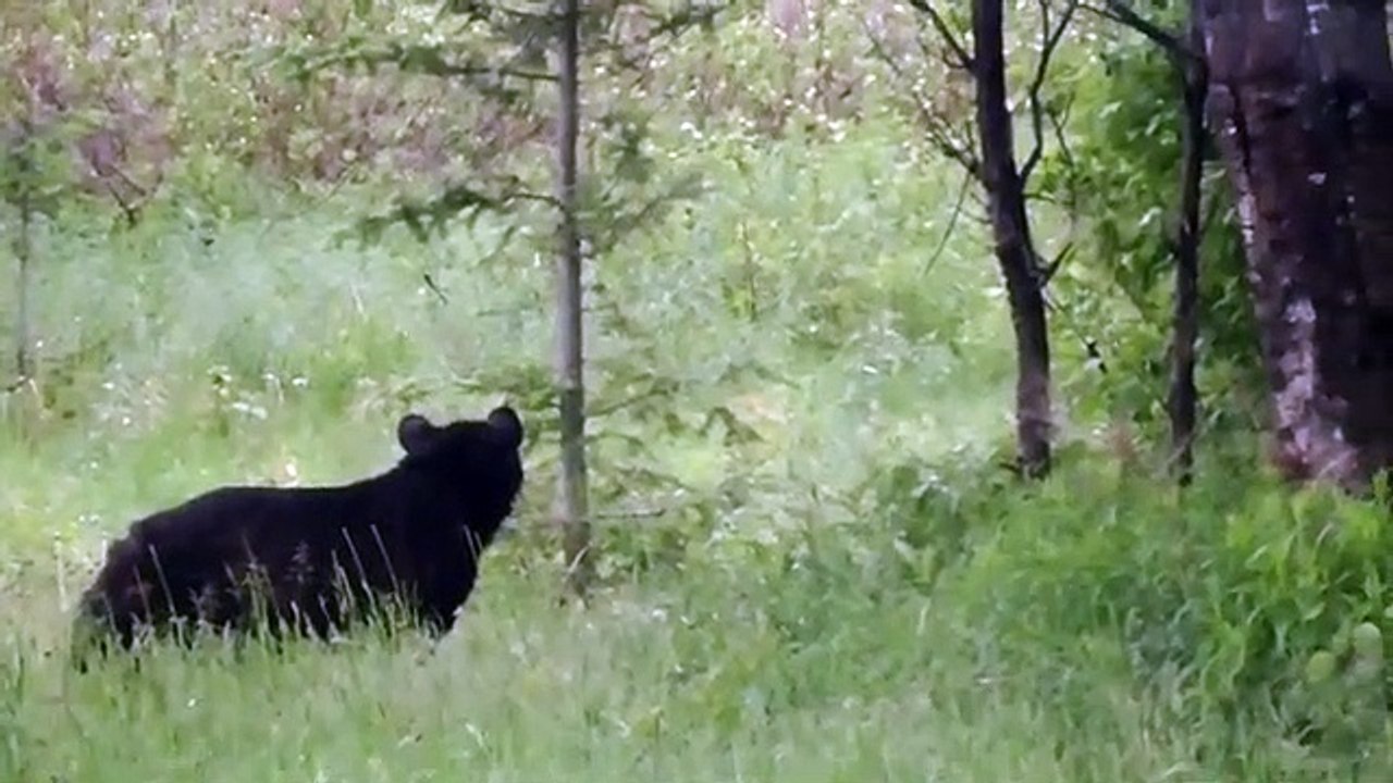 Une moufette désodorise un ours
