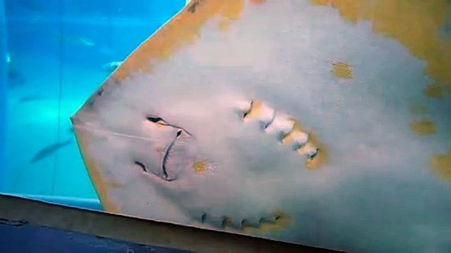 Cette raie vient faire coucou aux touristes