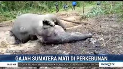 Gajah Sumatera Ditemukan Mati di Perkebunan
