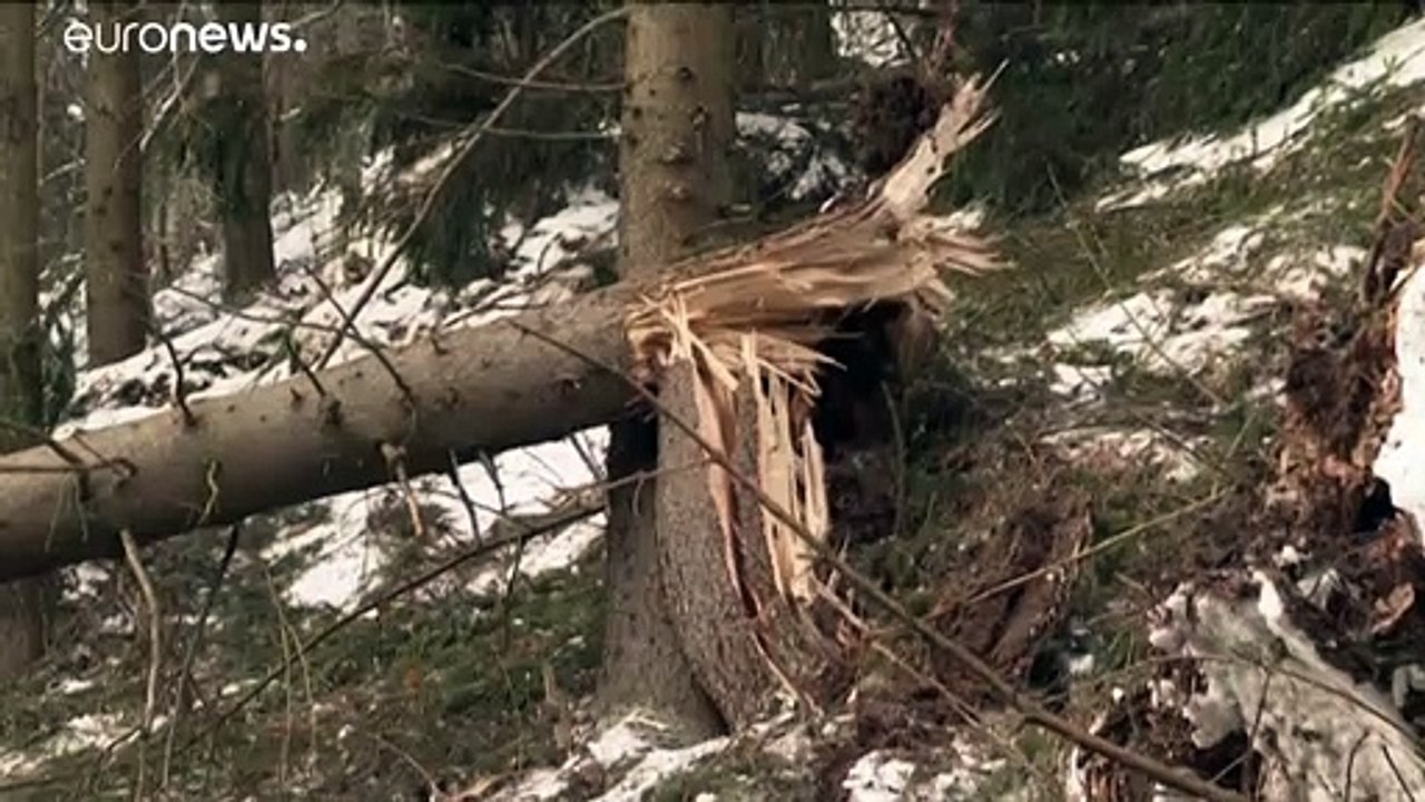 Romania: il maltempo devasta la foresta di Prahova