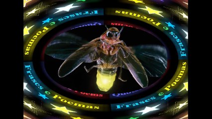 Você é um vaga-lume mesmo: Só sai a noite, e ainda pisca a bunda! [Frases e Poemas]