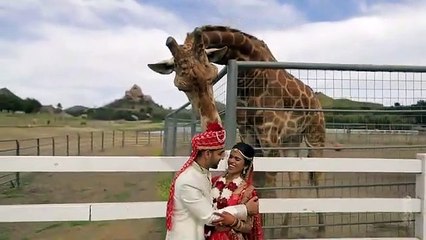 Cette girafe est très intéressée par le chapeau de ce marié