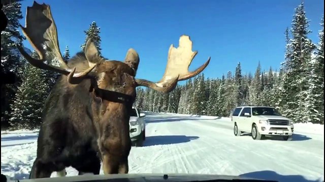 Un énorme élan veut goûter à cette voiture... miam