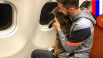 太った飼い猫をこっそり機内に持ち込んだ男性 SNSで自慢し、マイルはく奪 - トモニュース