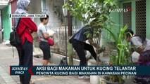 Ini Dia Aksi Peduli Kucing yang Membagikan Makanan untuk Kucing Telantar di Semarang