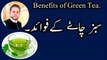Green Tea | Health & Fat Burning Benefits | Sabz chae ke fayde. sabz chae ke faweid. By M younas in urdu/Hindi.
