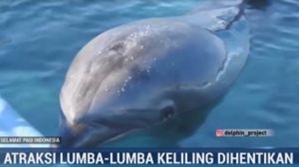 Atraksi Lumba-lumba Keliling Dihentikan