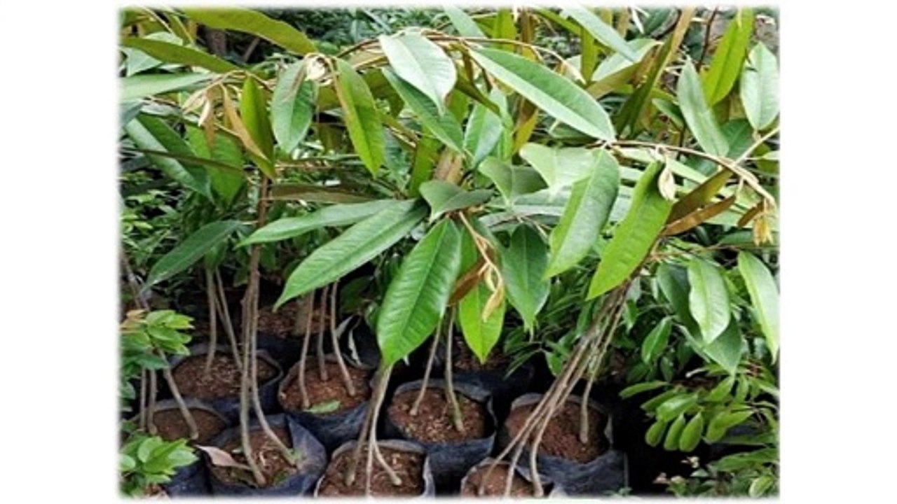 GROSIR, WA 0812-2707-5809, Bibit Durian Cumasi Sulawesi Selatan